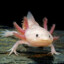 Axolotl