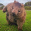 WombaT