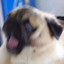 ultrapug6844