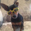 pinscher de oculos