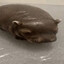 pipotam