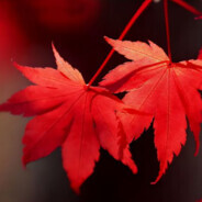 喝三鹿长大的奇迹男孩