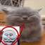 Прожорливый Анус