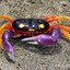 Crab People