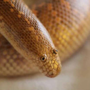 snek