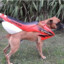 CACHORRO MOTORIZADO