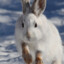 Snow Hare.JPEG