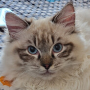 养猫就养布偶猫