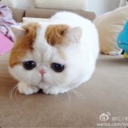 风华绝代小臀部