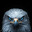 Bird🦅
