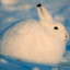 Polar_Rabbit_123