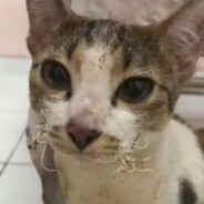 咖喱棒拌饭（RW）