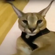 i stole the government codes