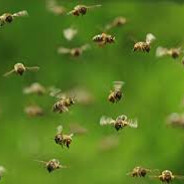 One Thousand Bees