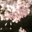 花落半歌
