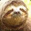 Its_Sloth