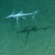 Tripod Fish