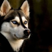 HuskyCZ 's avatar