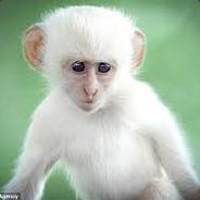 White Monkey CSGORumble.com