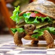 mr sandwich
