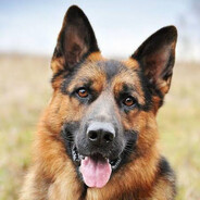 Mile Hund