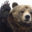BloodBear42