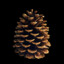 Pinecone