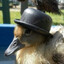 the duck hat's avatar