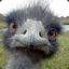 That Ostrich Again