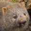 Wombat