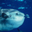 Sunfish5