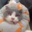 我只是一只猫
