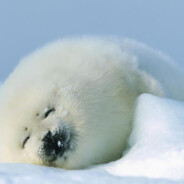 立志成为高手的小菜帆