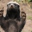 Honey_Badger