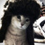 【ＡｘＮ】 猫