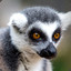 Lemur