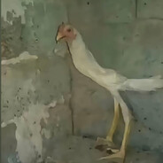 车窗上的卡片是她