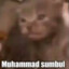 Muhammad Sumbul
