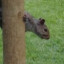 Squirrelwhisperer