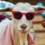 Stylish Goat