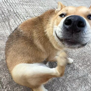 拉屎撑死五条狗
