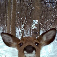 STOUT SHAKO FOR 2 REFINED - steam id 76561198136738352