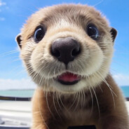 都非常哈哈哈哈哈