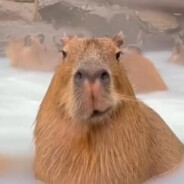 歪嘴丶卡皮巴拉