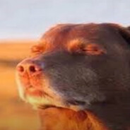 tintintintintintintintintintin - steam id 76561199421200723
