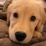 给我带绿帽也没离开我