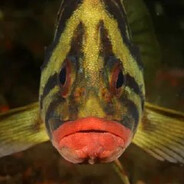 CвяTоСлAв OкyнЬ