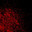 BloodreX