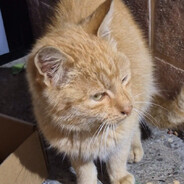 k1co - steam id 76561198375130257