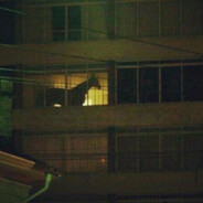 a horse (no name)